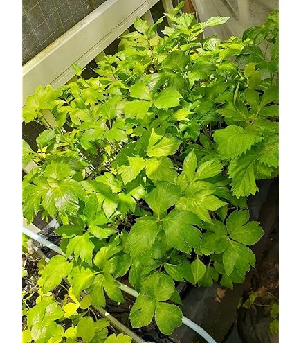 Amazon.co.jp: アシタバ 10.5cmポット苗 : DIY・工具・ガーデン